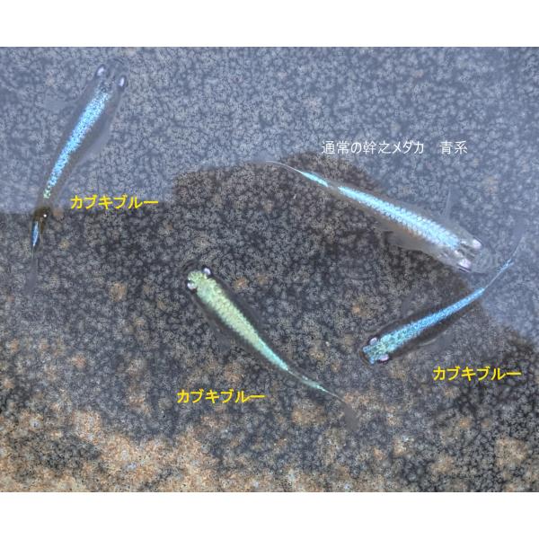 ■【カブキブルー】幹之メダカ カブキブルー １０匹
