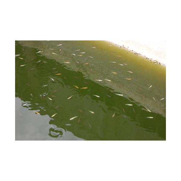 各種Ｆ１や選別落ち個体、２年物以上のメダカなど何か入るのかはわかりません。お一人様 １点　まで※１ヶ月以内に他モール店と合わせて１点までの購入制限とさせていただきます、同一住所への発送も不可となります。数に限りがございますのでご了承ください...