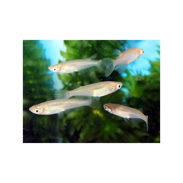 【送料説明】※送料はご注文内容によって変わりますので当店受付時に変更となる場合があります。商品説明画像に送料一覧を掲載致しておりますのでご参照下さい。日本黒メダカ目が大きく頭部の上端から飛び出している姿が名前の由来になっています。日本の各地...