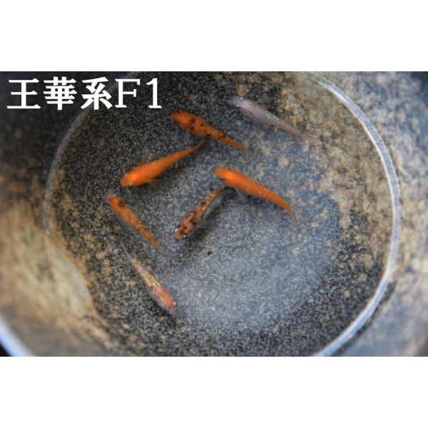 ■ラメメダカ　王華系Ｆ１　ミックス　１０匹セット