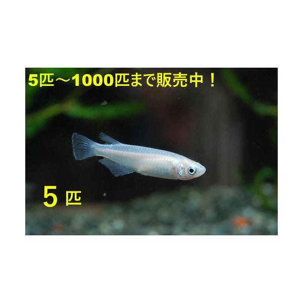 白メダカ　５匹