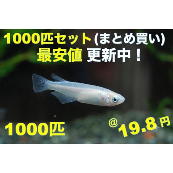 めだか1000匹 白メダカ 1000匹 : フォーカス ヤフー店 - 通販 - Yahoo!ショッピング