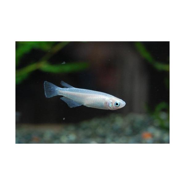 白メダカ　５０匹