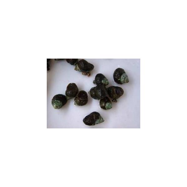 ヒメタニシ　５０個