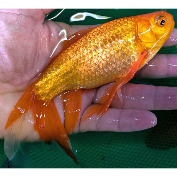 鉄魚　テツギョ　２０ｃｍ前後　赤系個体