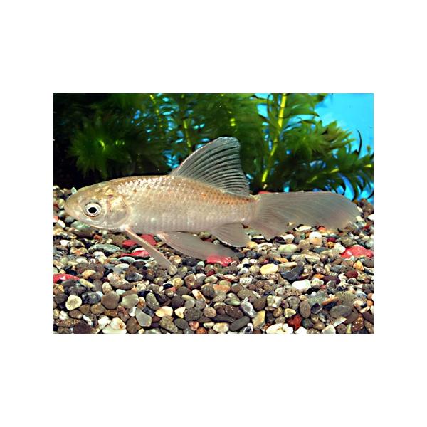 鉄魚　テツギョ　３〜４ｃｍ前後