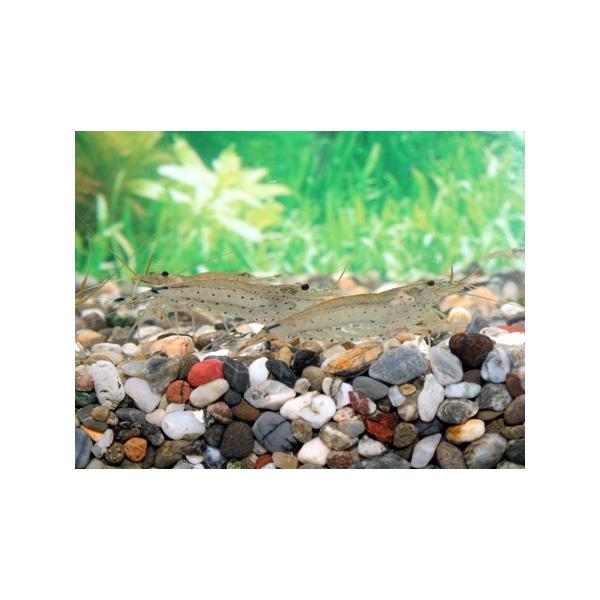 ヤマトヌマエビ鑑賞用と言うよりコケ取りを主な目的として使用されるエビです。比較的急峻な海岸線に注ぐ川に生息しています。アユと同じように幼生が海に下り、海で成長して川に遡上する両側回遊型（りょうそくかいゆうがた）ですが、ダムや堰の建設によって...