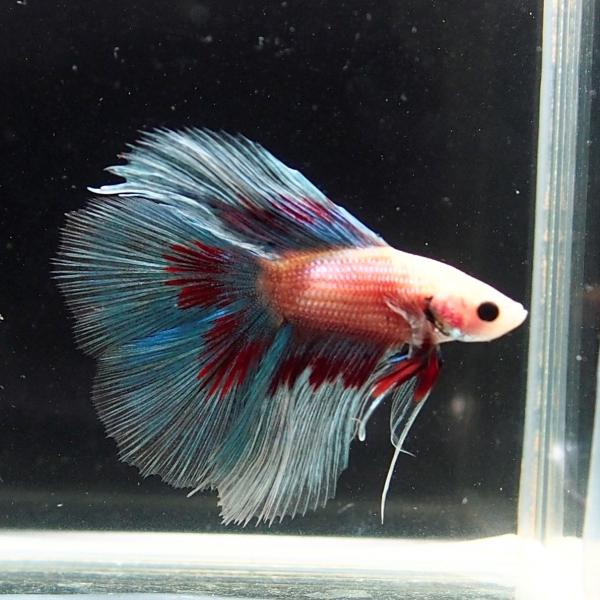 ベタ マーブル ブルークリアフィン ダブルテール Buyee Buyee 日本の通販商品 オークションの代理入札 代理購入