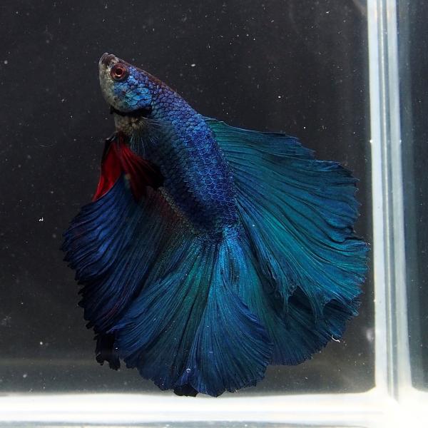 ベタ ブルーグリーン ダブルテール Buyee 日本代购平台 产品购物网站大全 Buyee一站式代购 Bot Online