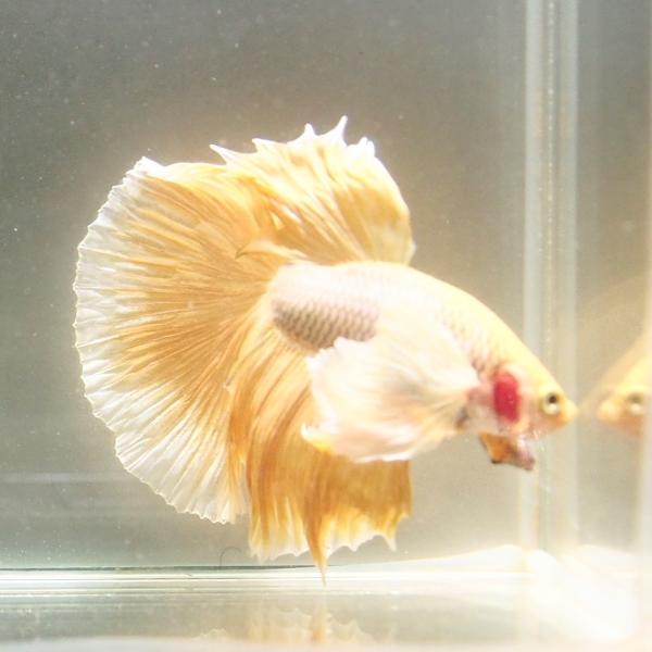 ベタ ダンボ イエローメッシュ ロングテール ハーフムーン Buyee Buyee Jasa Perwakilan Pembelian Barang Online Di Jepang