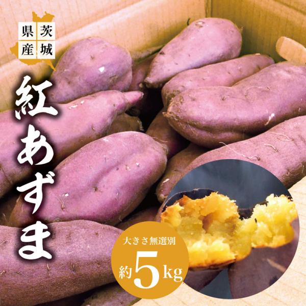 茨城県の紅あずま5kg。・形が不揃い、サイズ無選別（LL〜SS）大き目が多いです。ホクホクの紅あずまをお召し上がりください。【名称】 さつまいも 紅あずま【内容量】 約5kg　※内容量は若干前後する場合がございます。大きさは指定出来ません。...