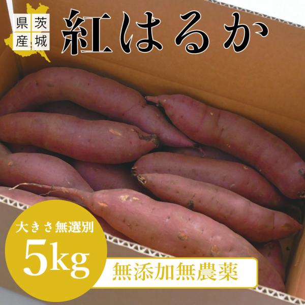 さつまいも　紅はるか　180本 さつまいも 紅はるか 180本