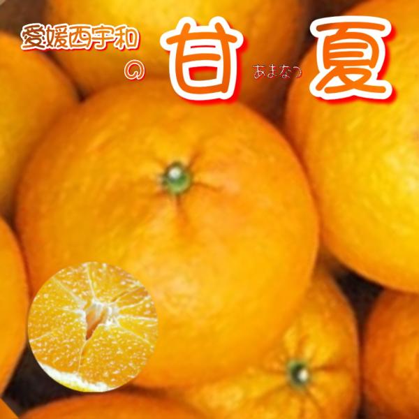 訳あり　甘夏（あまなつ）　10kg不揃い愛媛西宇和たっぷり大容量・さっぱりジューシーとれたて農家直送送料無料