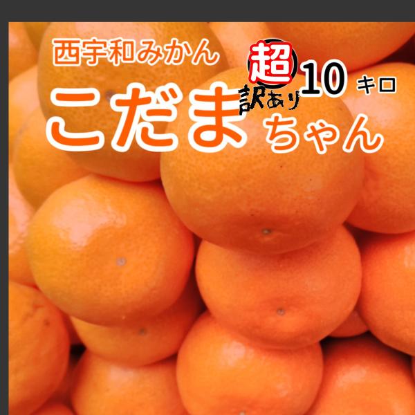 超訳あり　こだまみかん　10キロ　愛媛八幡浜不揃い　規格外品　送料無料八幡浜　一部地域別途送料