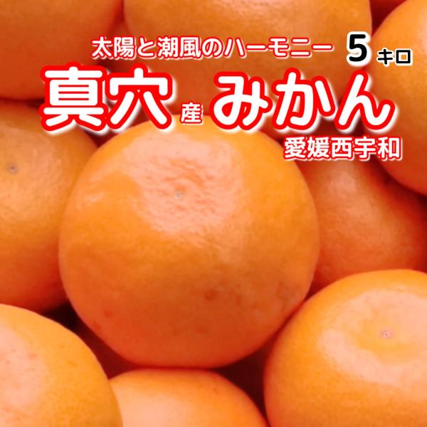 [Release date: February 4, 2026]とろける薄皮と高糖度:外皮（じょうのう）が非常に薄く果肉が口の中でとろける食感糖度が高く、甘みが濃いバランスのいい酸味とコク甘味だけでなく、ほんの少しの酸味があり後味がすっきり...