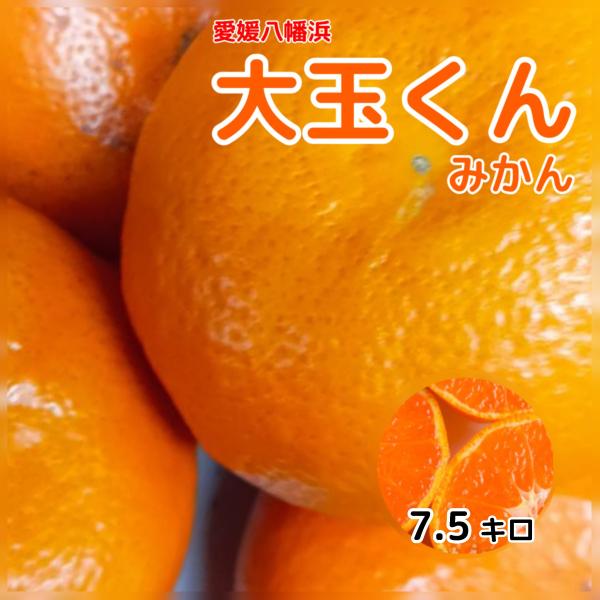 愛媛の温州みかん 大玉くん！！ 7.5キロ 訳あり家庭用 2L以上 愛媛