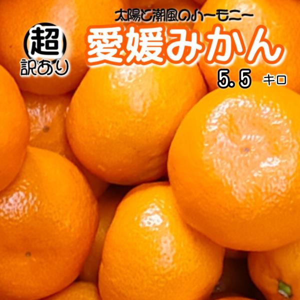 [Release date: January 14, 2026]品名　愛媛のみかん産地　愛媛八幡浜規格　超訳ありサイズ　不揃い内容量　5.5キロ（５キロ＋保証分約５００g）超訳あり品とはどんなみかん(1)みかんの初期ごろは外皮が黄緑色等の極...