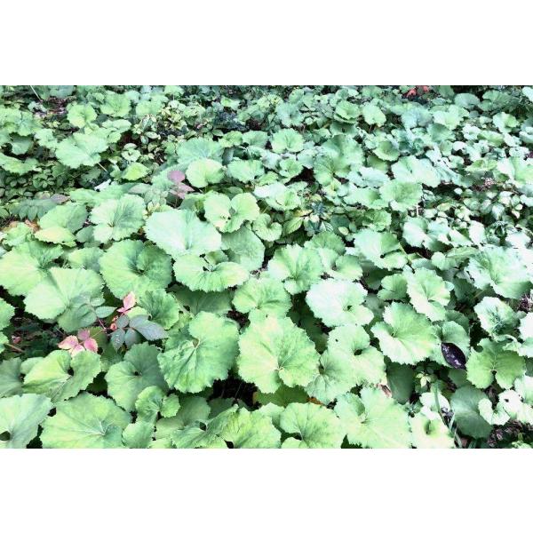 yakusekien_2ahuki20_5_d_20260322164846