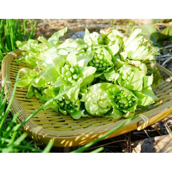 yakusekien_2ahuki20_6_d_20260322164846