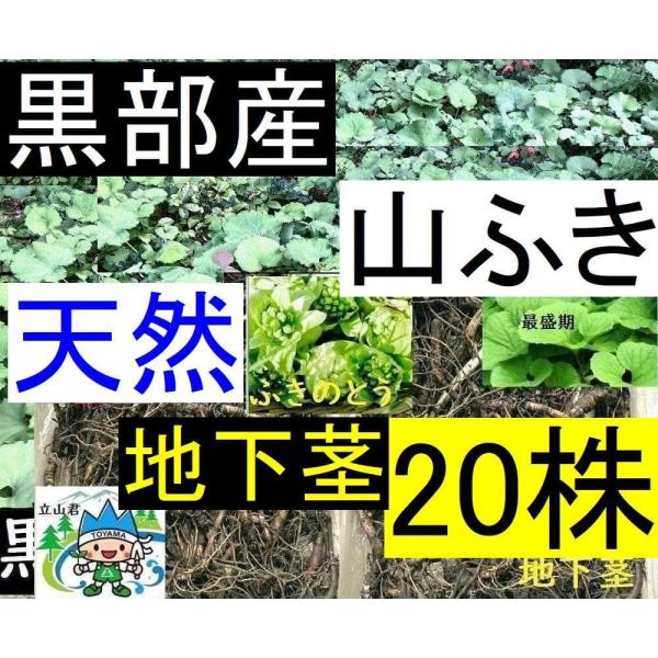 yakusekien_5ahuki20_2_d_20260322165914