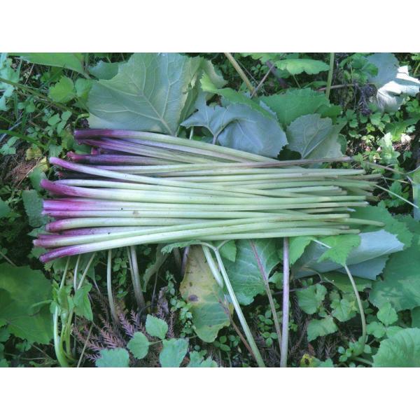 yakusekien_5ahuki20_7_d_20260322165914