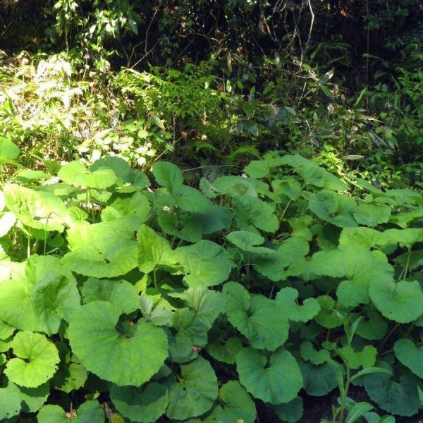 yakusekien_huki40a_4_d_20260216142852