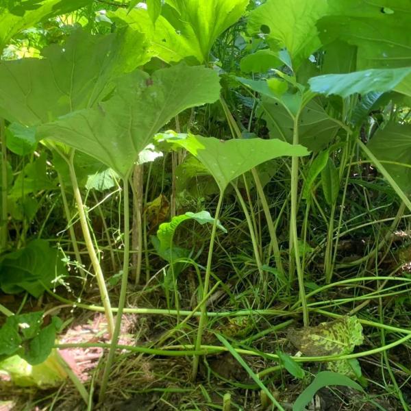 yakusekien_huki40b_3_d_20260216143214