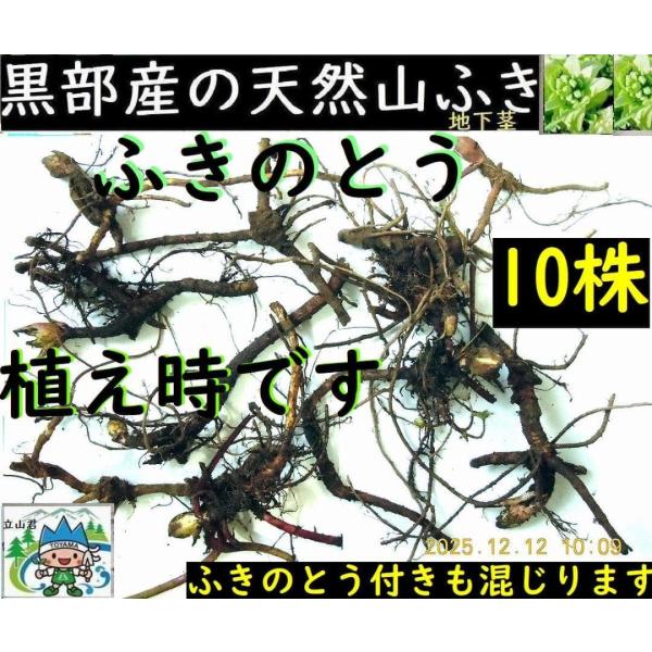 [Release date: January 10, 2025]今が植え時です♪