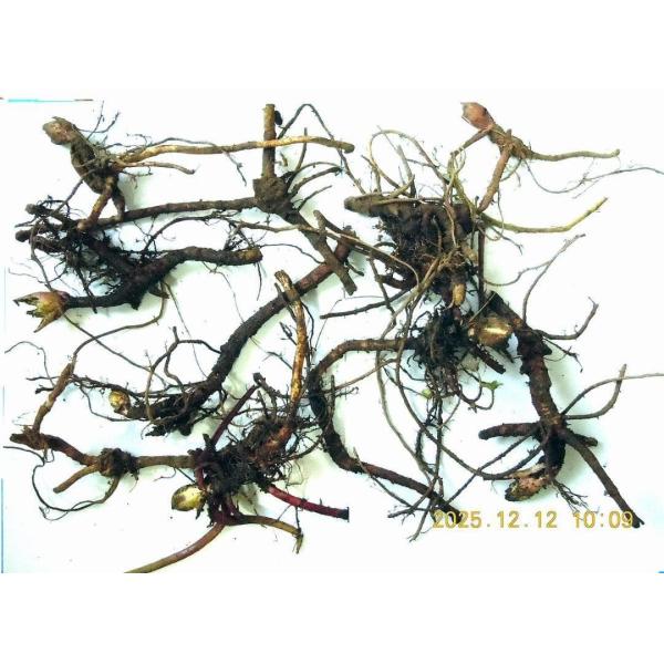 yakusekien_hukinae105a_2_d_20251214103114