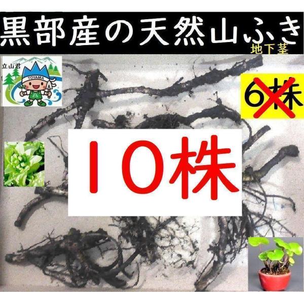 [Release date: January 10, 2025]黒部産・天然野生・蕗・フキ・ふきのとう・丈夫な地下茎・苗　10株