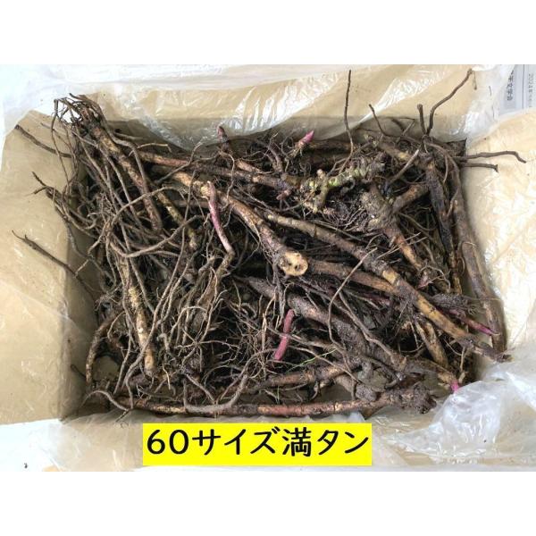 yakusekien_hukinae25_2_d_20241230145647