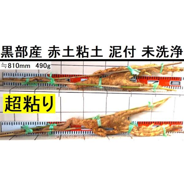 名水の里！黒部産【初堀り】赤土粘土の天然モンスター自然薯 ≒500mm