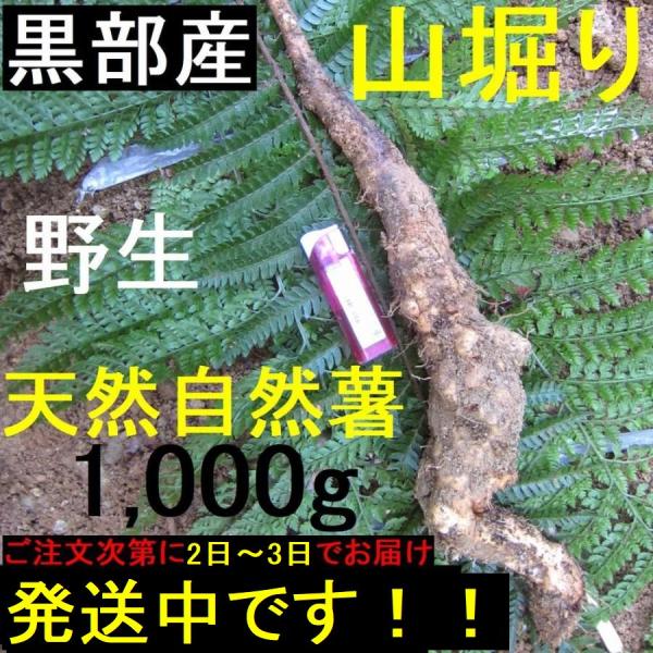 yakusekien_jnj1000 yakusekien_jnj1000