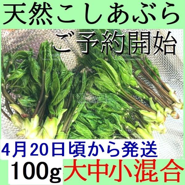 [Release date: January 13, 2026]4【ご予約開始】立山水系・黒部産：こしあぶら・コシアブラ【大中小混合】【4月20日頃〜予約順に発送】100ｇ【クール便発送】【産地】富山立山連峰山麓（朝日町,入善町,魚津市,黒...