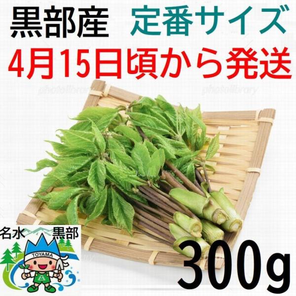 [Release date: January 11, 2026]3【ご予約開始】立山水系・黒部産：天然こしあぶら・コシアブラ【定番サイズ】 【4月15日頃から予約順に発送】300ｇ【クール便発送】【産地】富山立山連峰山麓（朝日町,入善町,魚...