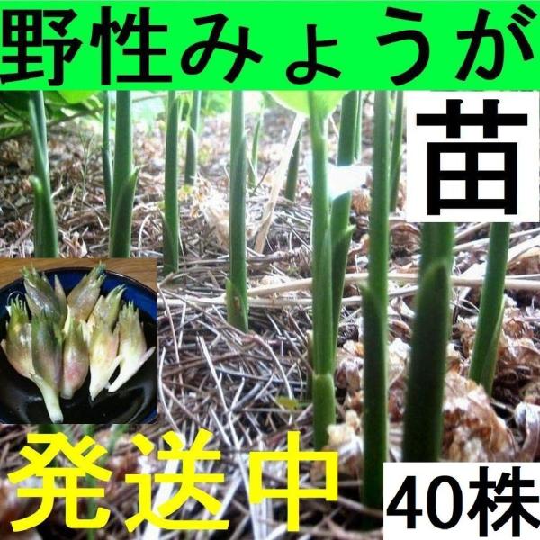 発送中 天然茗荷 みょうが ミョウガの発芽地下茎 栽培 苗40株 Www Donabeija Pt