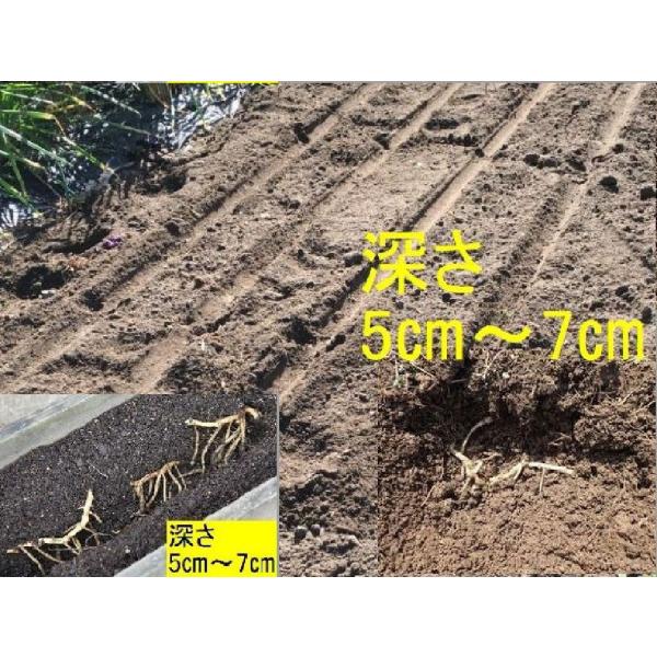発送中 天然茗荷 みょうが ミョウガの発芽地下茎 栽培 苗40株 Autoliftpartsplus Com