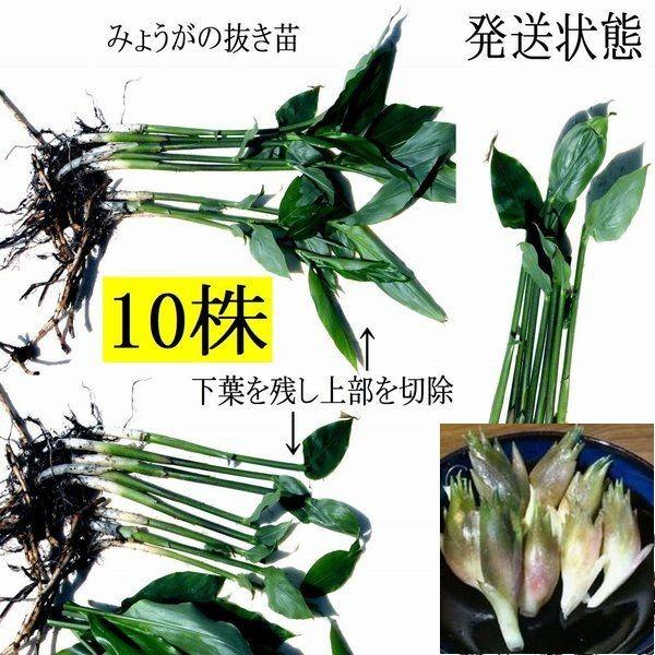 発送中 天然茗荷 みょうが ミョウガの発芽地下茎 大サイズ 栽培 苗10株 Mygd10 糸魚川翡翠姫川薬石専門店 薬石苑 通販 Yahoo ショッピング