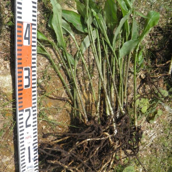 発送中 天然茗荷 みょうが ミョウガの発芽地下茎 大サイズ 栽培 苗株 Www Carrot Fr