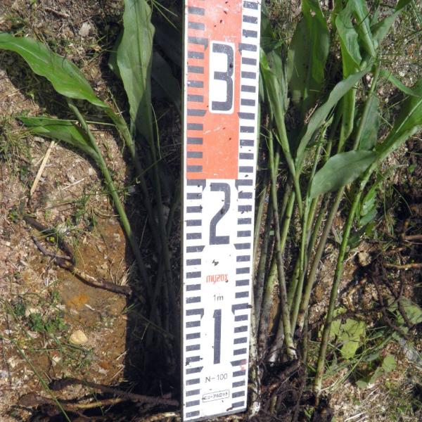 発送中 天然茗荷 みょうが ミョウガの発芽地下茎 大サイズ 栽培 苗株 Www Carrot Fr