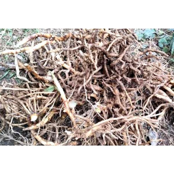 [Release date: March 5, 2023]【関東甲信越送料無料】黒部産 天然山みょうが・ミョウガ・発芽地下茎・苗  20本以上※茎が長くなったものは梱包の関係でカットしていれます。いつもご訪問を頂き有難う御座います。今年も例...