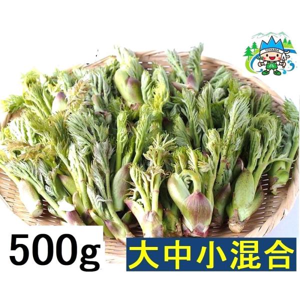 [Release date: January 7, 2026]【ご予約開始】立山水系・黒部産：天然たらの芽・タラの芽【混合サイズ】【4月20日頃から予約順に発送】500ｇ【クール便発送】 【産地】富山立山連峰山麓（朝日町,入善町,魚津市,黒...