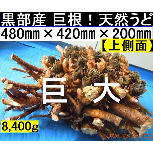 yakusekien_udo84_2_d_20260329092327