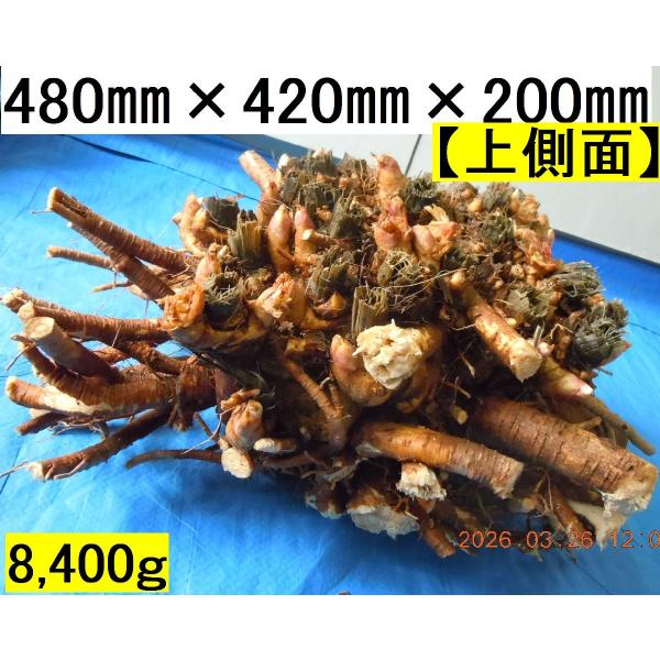 yakusekien_udo84_3_d_20260329092352