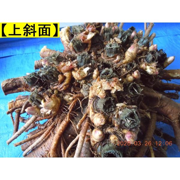 yakusekien_udo84_4_d_20260329092407