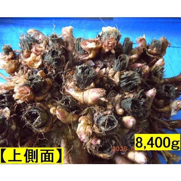 yakusekien_udo84_5_d_20260329092435