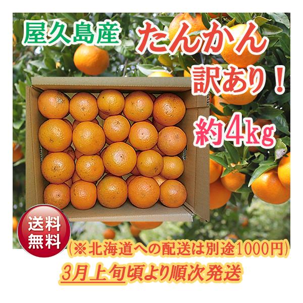 [Release date: March 2, 2026]サイズが小さめ、表面に多少の傷がある等見た目は訳ありですが、味は美味しいたんかんを屋久島より産地直送でお届け！ジューシーで濃厚な味わいのたんかんをぜひご賞味ください。 お得な訳ありた...