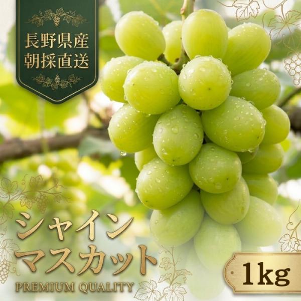 長野県産】 シャインマスカット 1kg 露地栽培 通常品 種なし 皮ごと