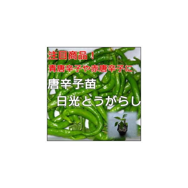 野菜苗唐辛子苗 日光とうがらし 5セット 9cmポット メール便対応出来ません Mae18 ヤマシチ 通販 Yahoo ショッピング