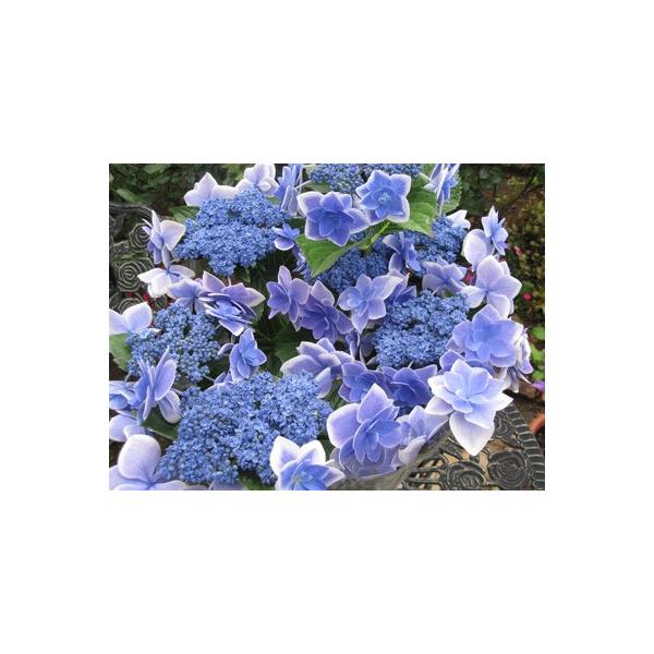 紫陽花 青 コンペイトウ ５号鉢 直径15cm Buyee Buyee Japanese Proxy Service Buy From Japan Bot Online